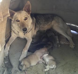 Fawn and Pups