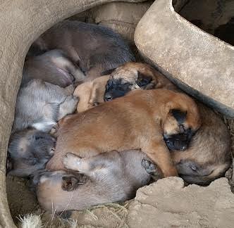 Ice Blue and Pups