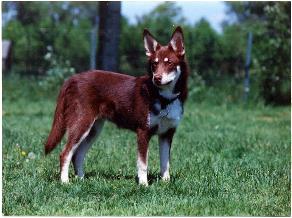 native american indian dog