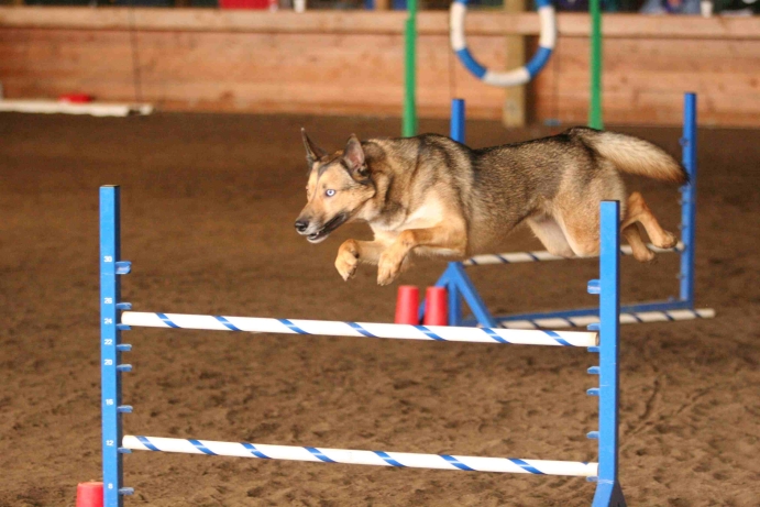 J. Padbury's amazing champion agility dog, Pepsi