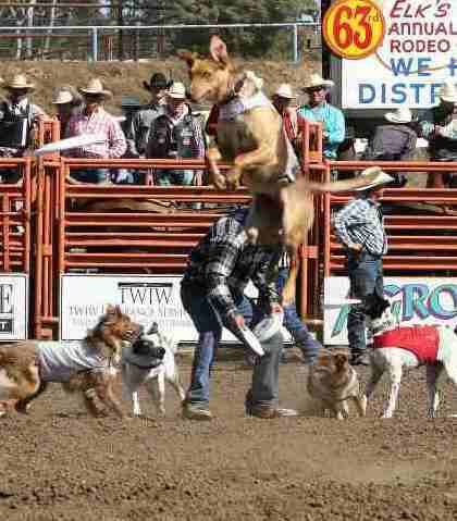 High Flying Dogs