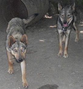 Chawa(L) Kona (R)