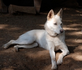 Shasta