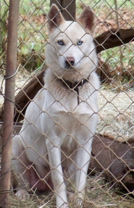 Shasta