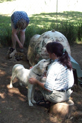 Shasta and pups